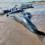 No hope left for 157 false killer whales stranded on Australian beach