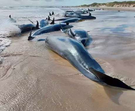 No hope left for 157 false killer whales stranded on Australian beach